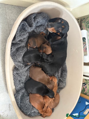 Dachshund dogs - Advert 10