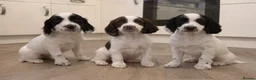 English Springer Spaniel dogs for sale: English Springer Spaniel puppies  - Advert 3