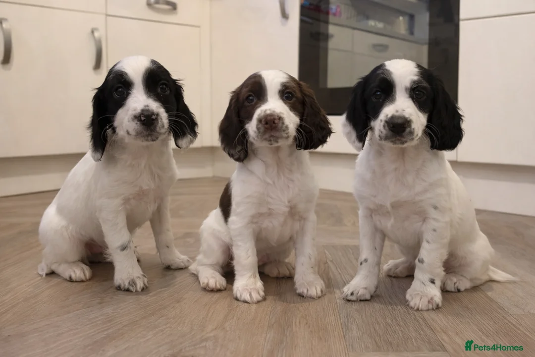 English Springer Spaniel dogs for sale: English Springer Spaniel puppies  - Advert 3