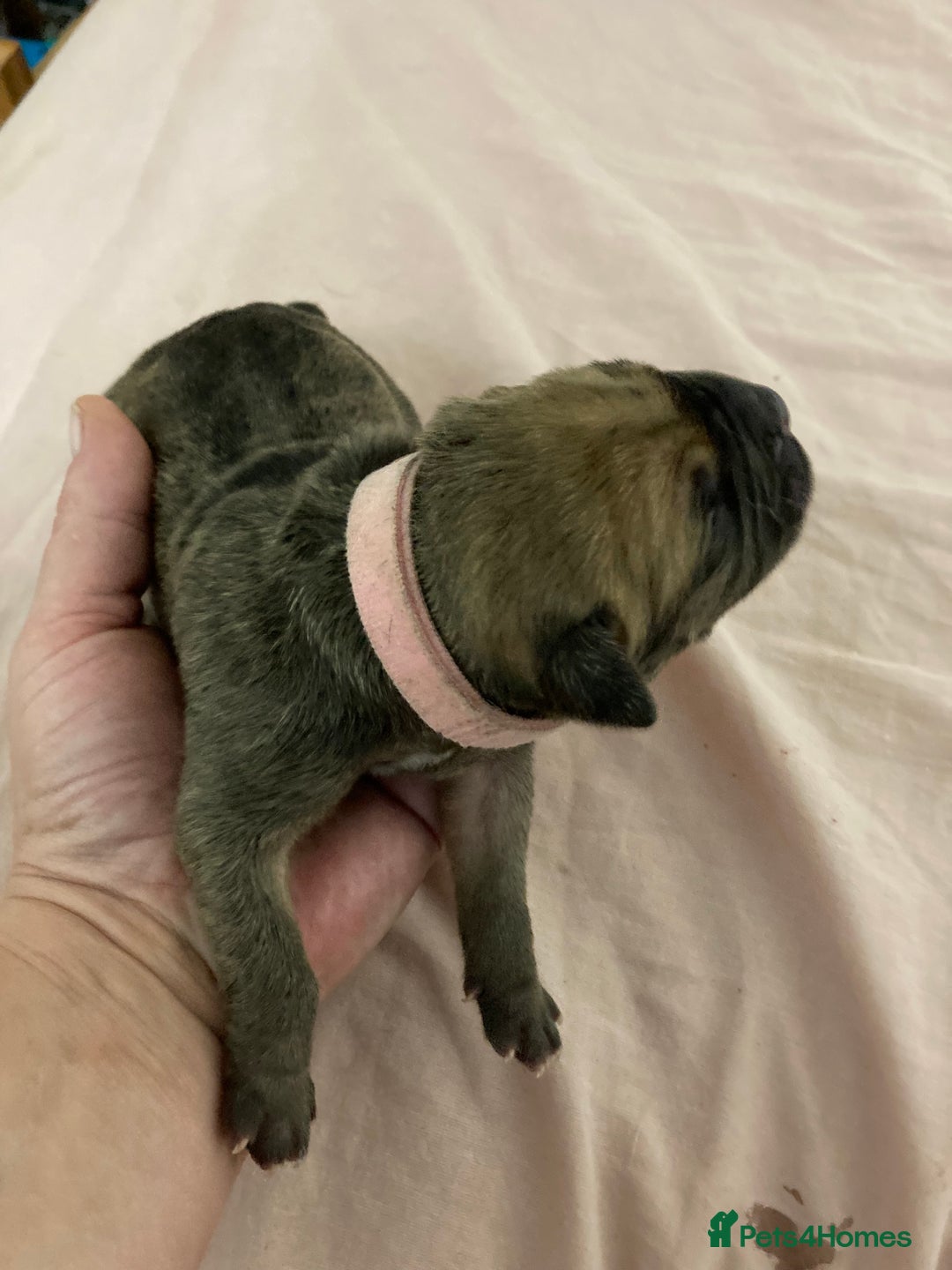 Mixed Breed dogs for sale: Mastiff x Staffy Puppies  - Advert 27