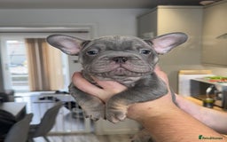 French Bulldog dogs for sale: 🤍READY TO LEAVE 🤍 French bulldog puppies 🤍 - Image 14