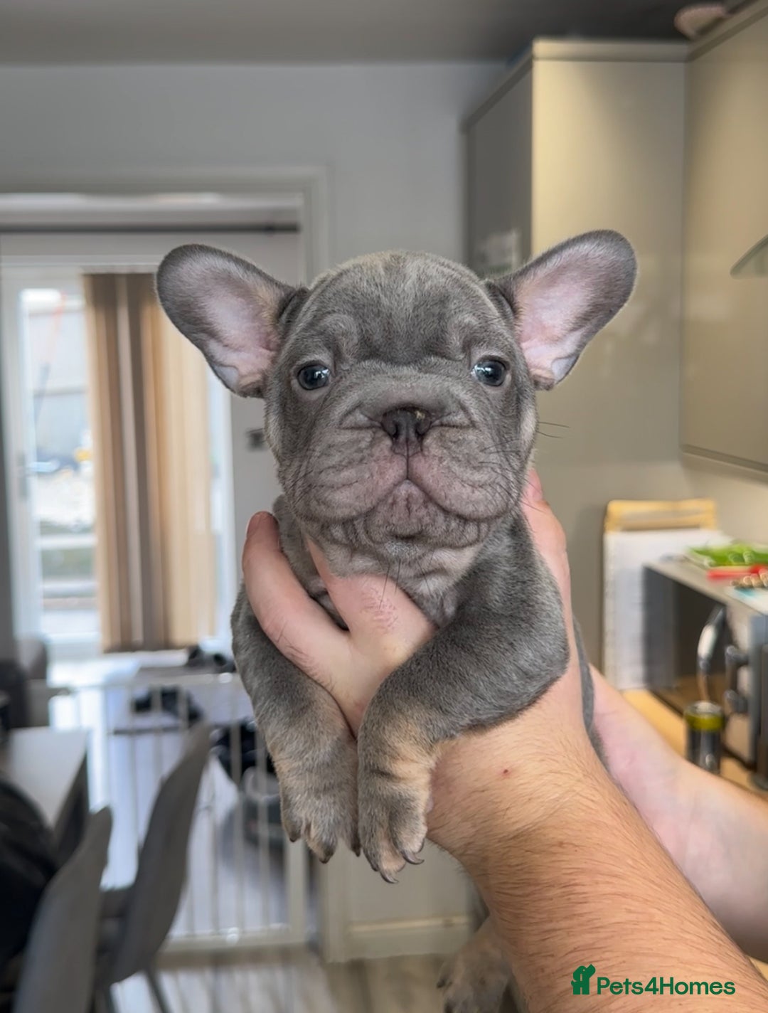 French Bulldog dogs for sale: 🤍READY TO LEAVE 🤍 French bulldog puppies 🤍 - Image 14