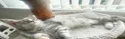 Maine Coon cats for sale: Maine Coon kittens READY TO LEAVE/3girls left - Advert 28