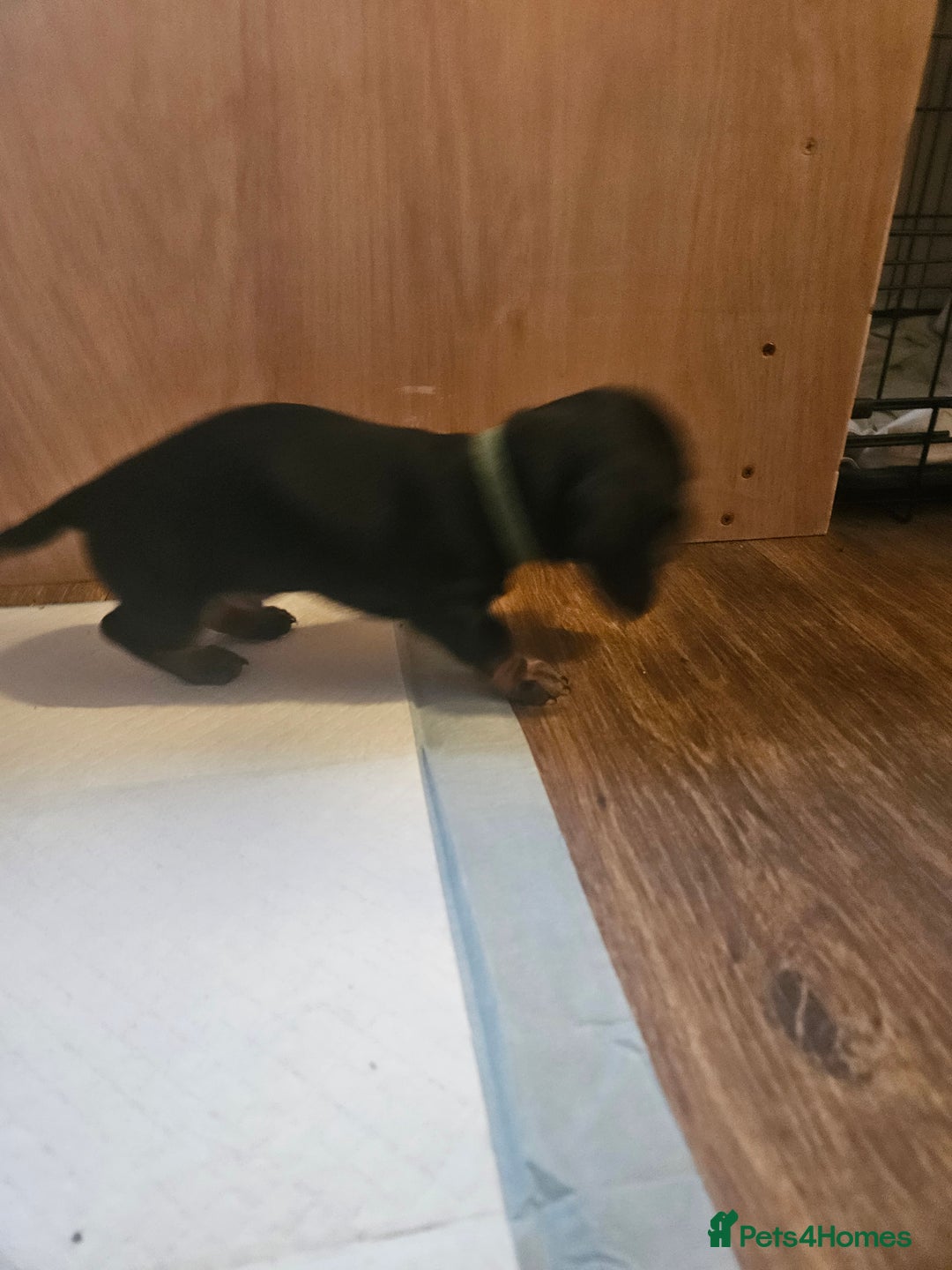 Miniature Dachshund dogs for sale: Miniature dachshund male puppies - Advert 33