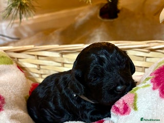 Lhasapoo dogs Only 3 stunning black lhasapoo left - Advert 3