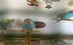 Budgerigars birds for sale: Budgies for sale  - Image 7