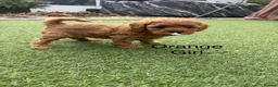 Cavapoo dogs for sale: Backcrossed/ F1b cavapoo - Advert 4