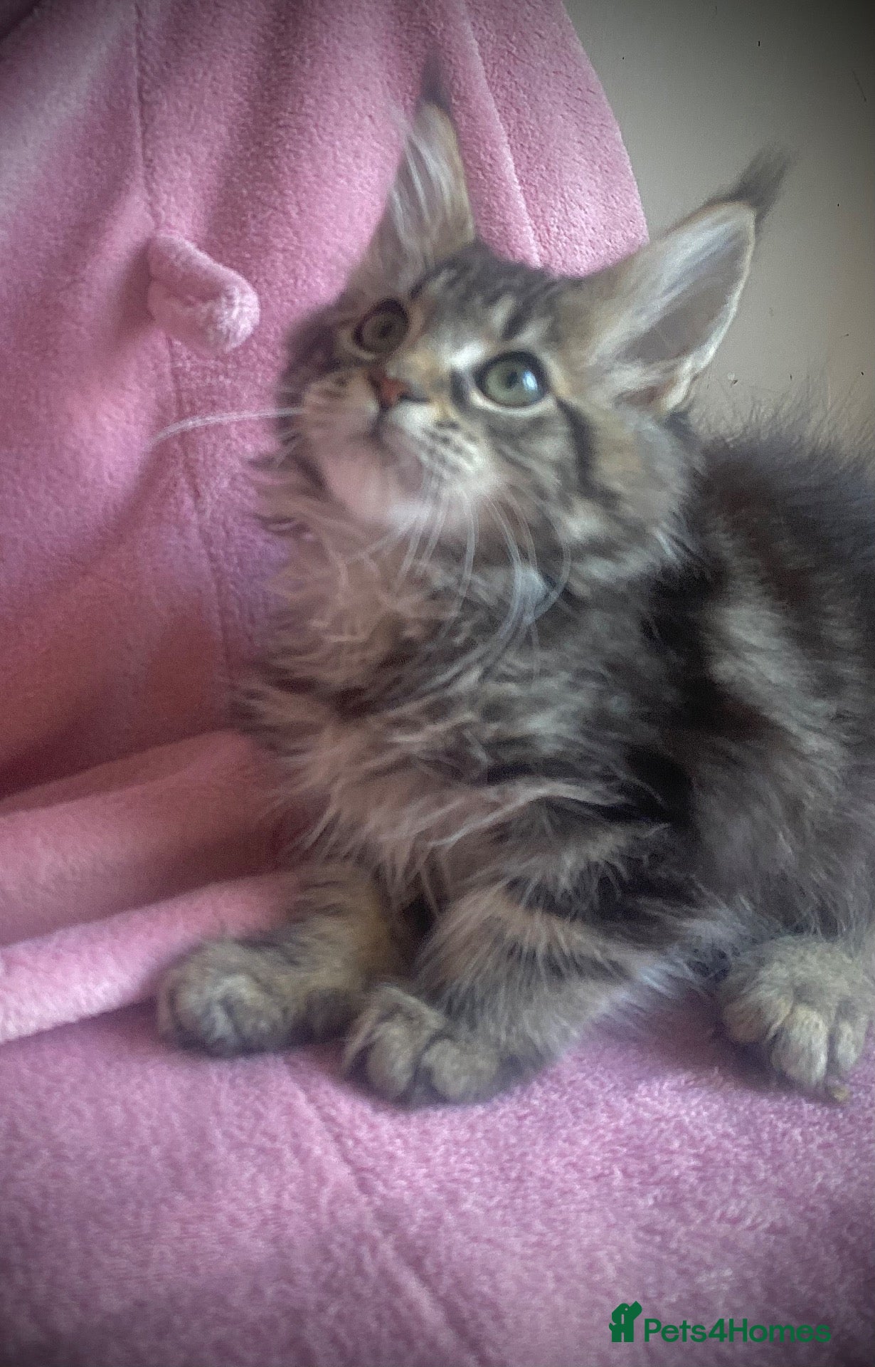 Maine Coon cats Full Russian lines Coon kittens Registered Parents - Advert 2