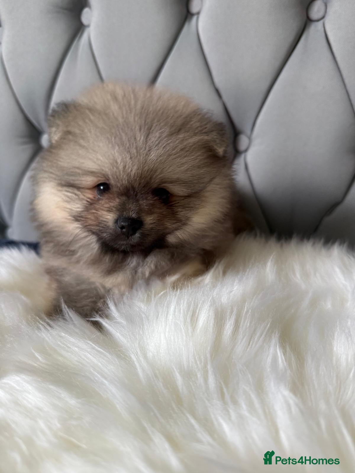 Pomeranian dogs for sale: Wolf & Orange Sable Teddy Bear Pomeranian Puppies - Advert 2