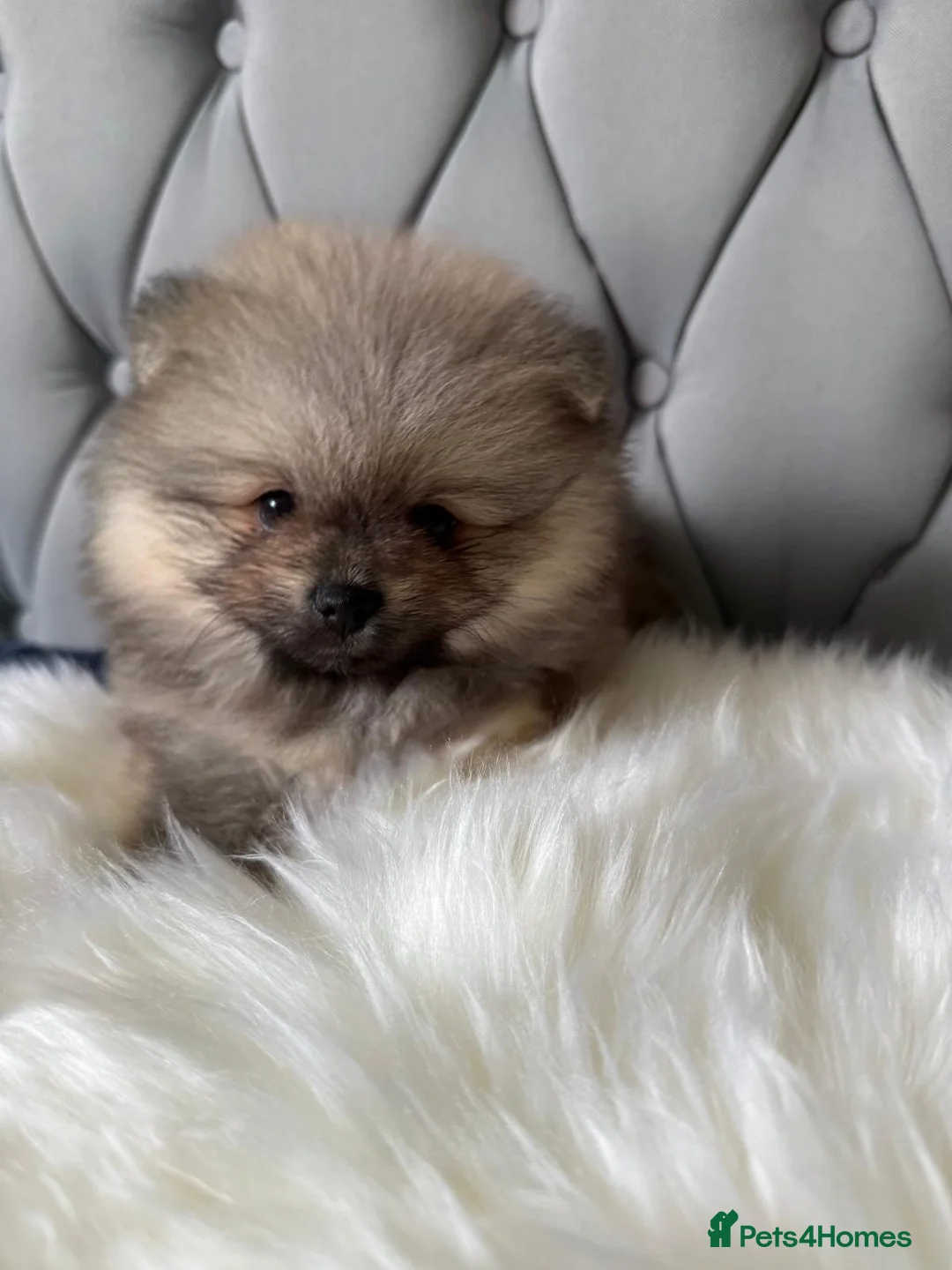 Pomeranian dogs for sale: Wolf & Orange Sable Teddy Bear Pomeranian Puppies - Advert 2