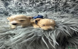 Maltipoo dogs for sale: TINY TOY F1 HEALTH TESTED MALTIPOO PUPS - Image 2