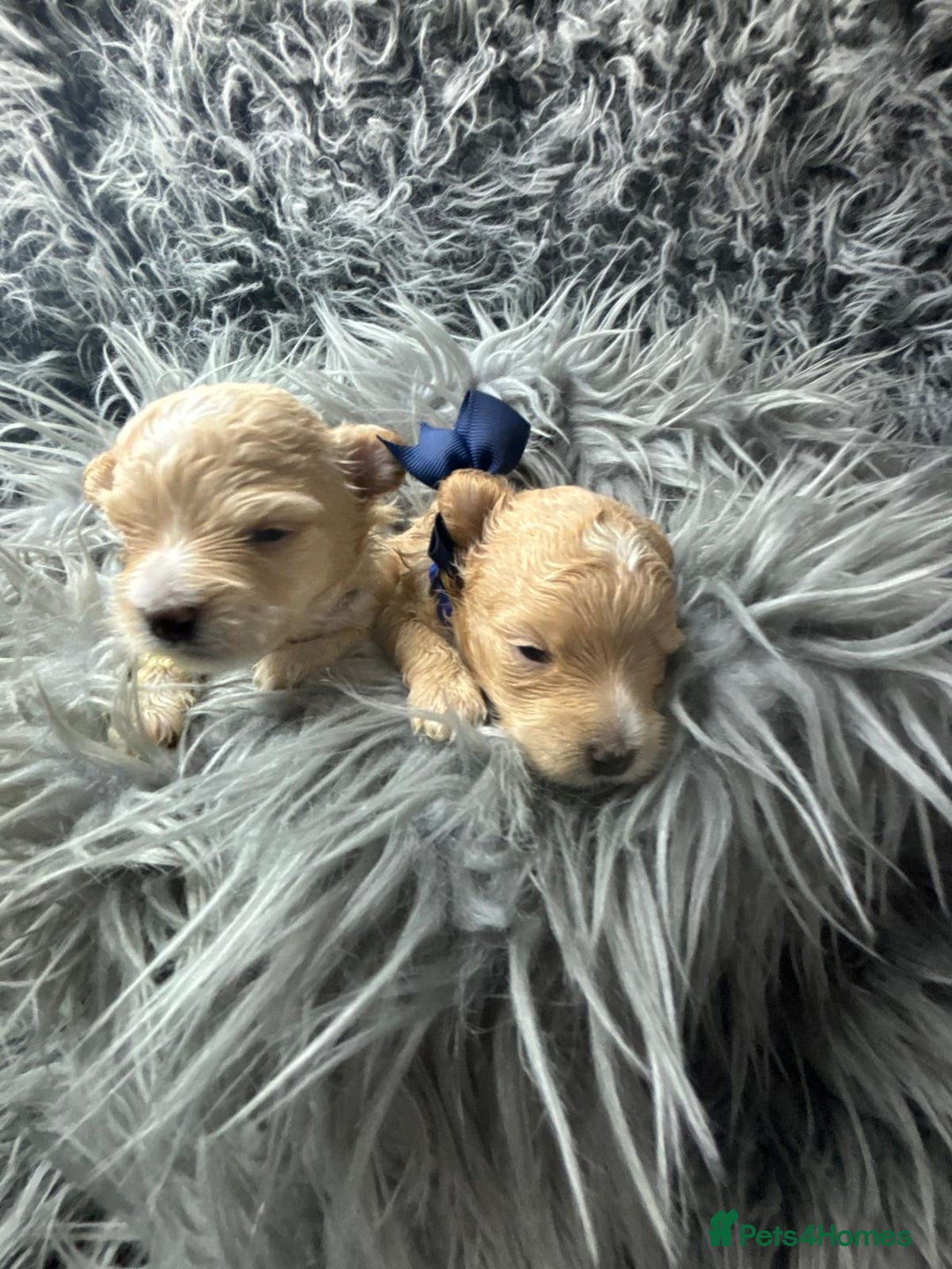 Maltipoo dogs for sale: TINY TOY F1 HEALTH TESTED MALTIPOO PUPS - Image 2