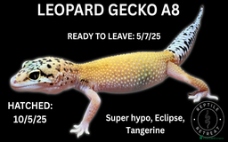 Leopard Gecko reptiles for sale: LEOPARD GECKOS AVAILABLE!! - NEW BABIES!! in Swadlincote - Image 6