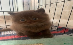 British Longhair cats for sale: Purebred Chocolate British longhair  kittens  - Image 12