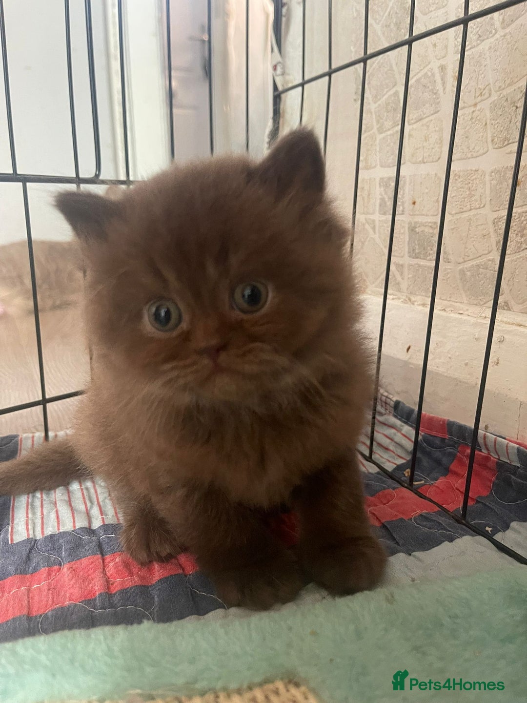 British Longhair cats for sale: Purebred Chocolate British longhair  kittens  - Image 12