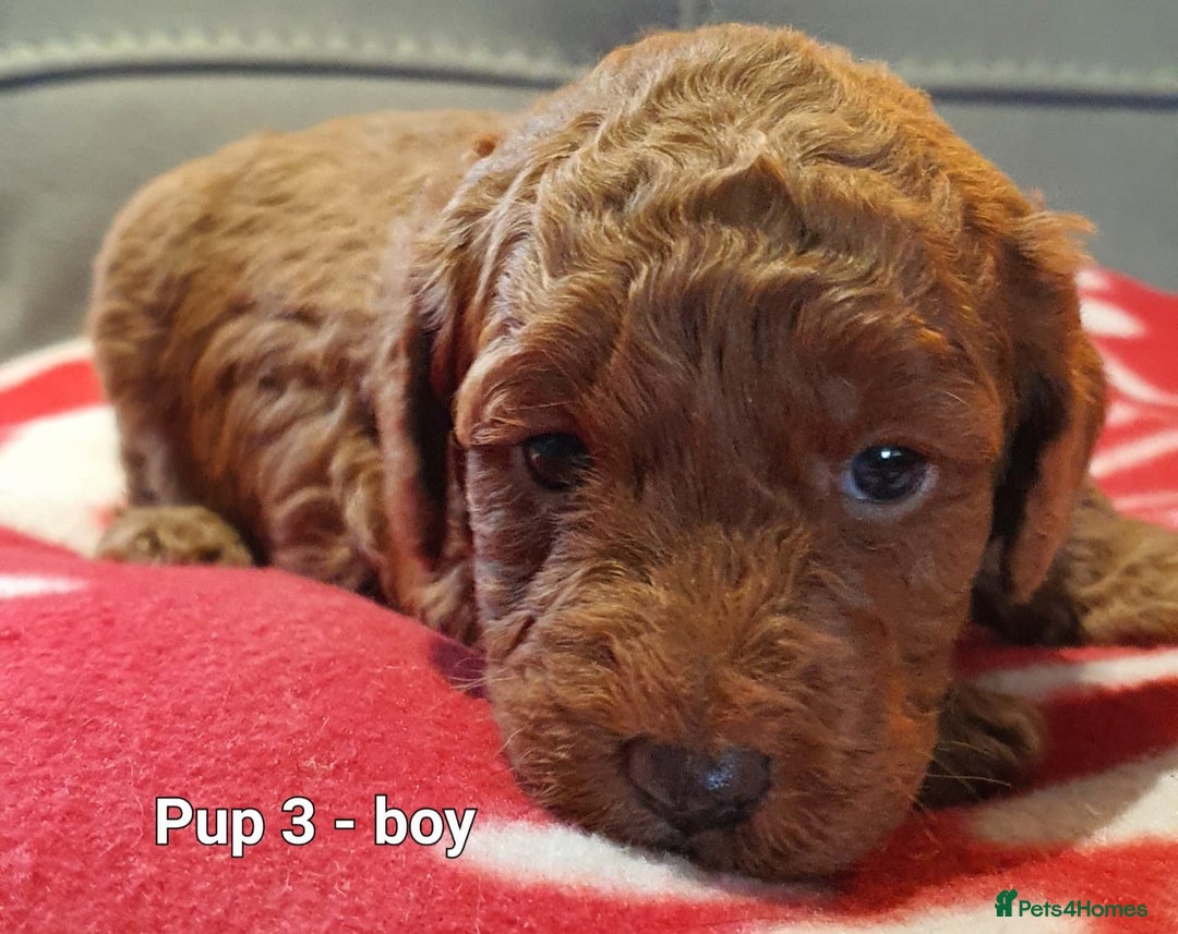 Labradoodle dogs for sale: F1B Miniature Labradoodles - Advert 15