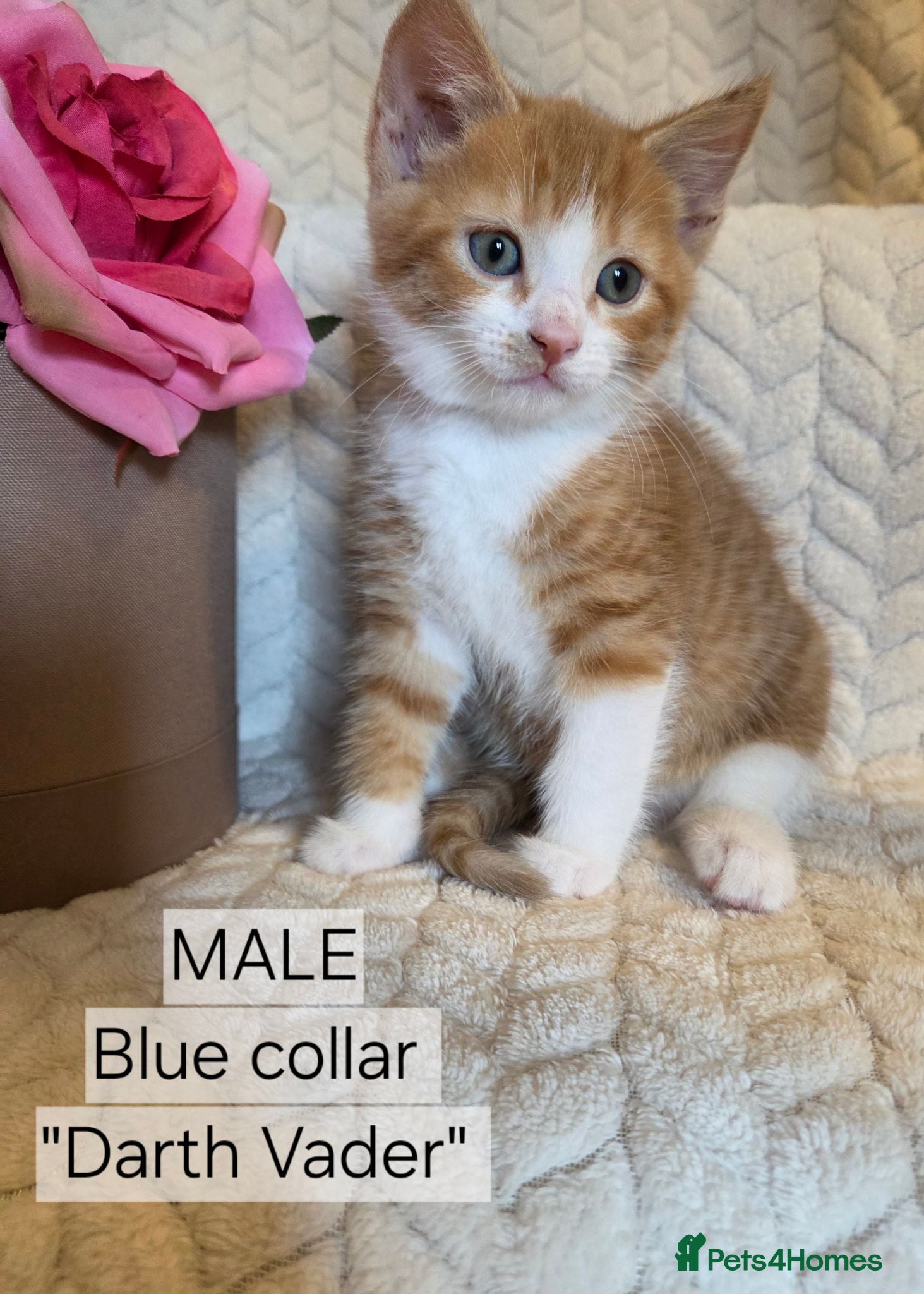 Mixed Breed cats Beautiful 1/4 maine coon kittens. - Advert 1