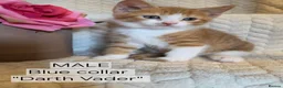 Mixed Breed cats for sale: Beautiful 1/4 maine coon kittens. - Advert 1