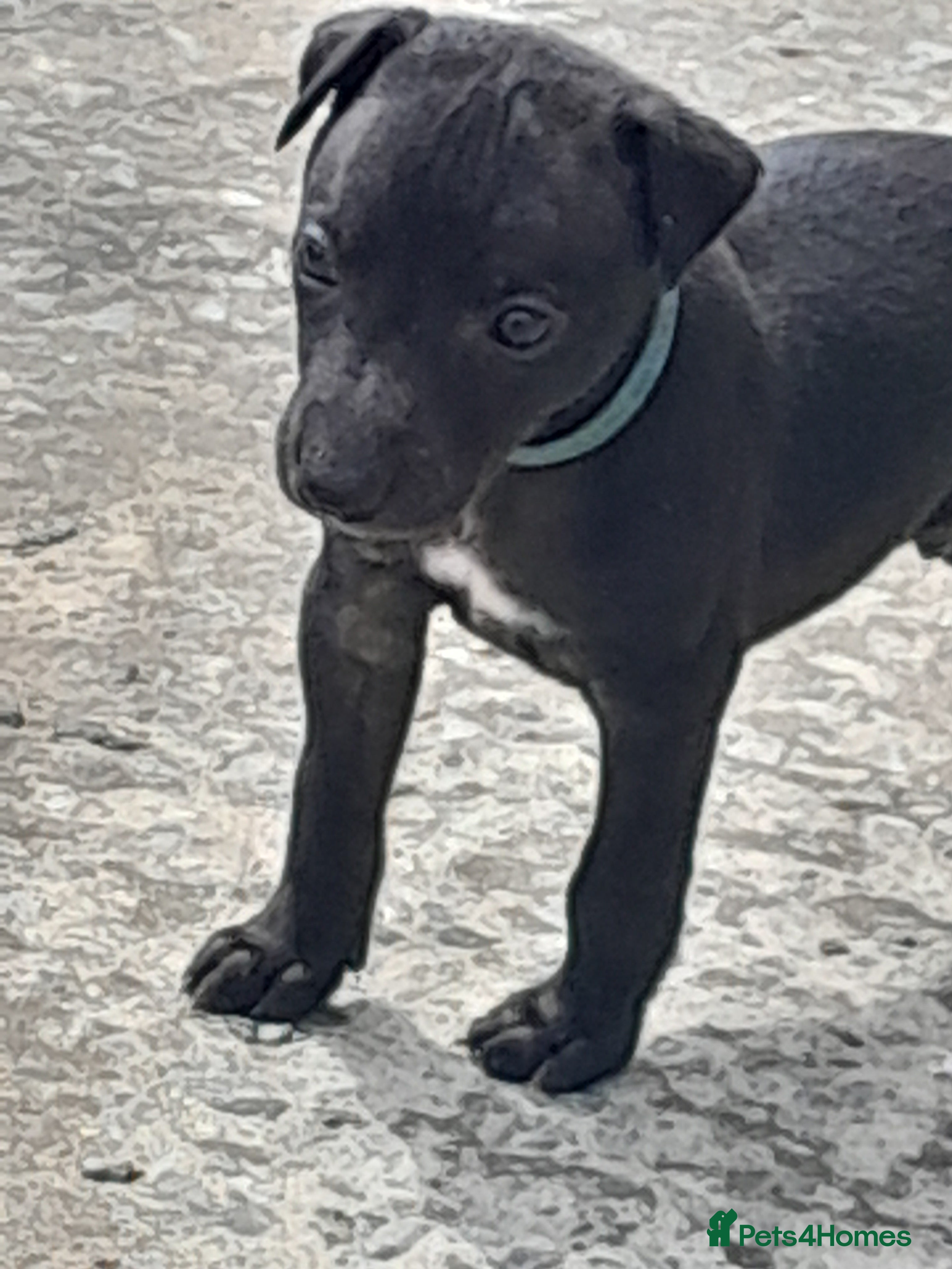 Whippet dogs Black whippet pups ready Now  - Advert 2