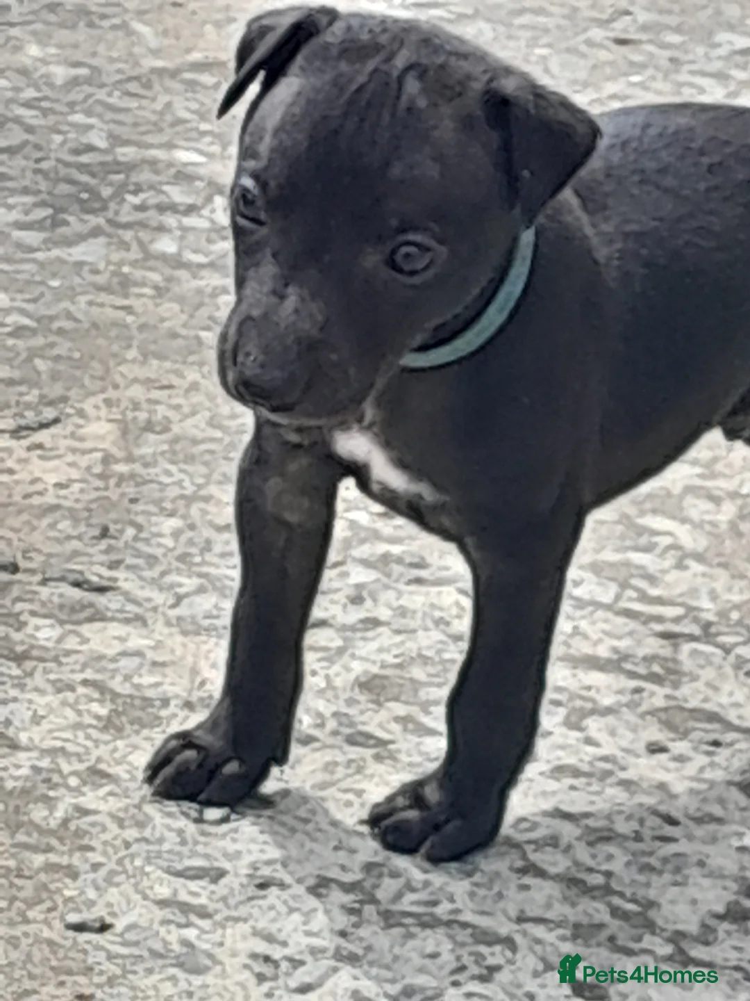 Whippet dogs for sale: Black whippet pups ready Now  - Advert 2