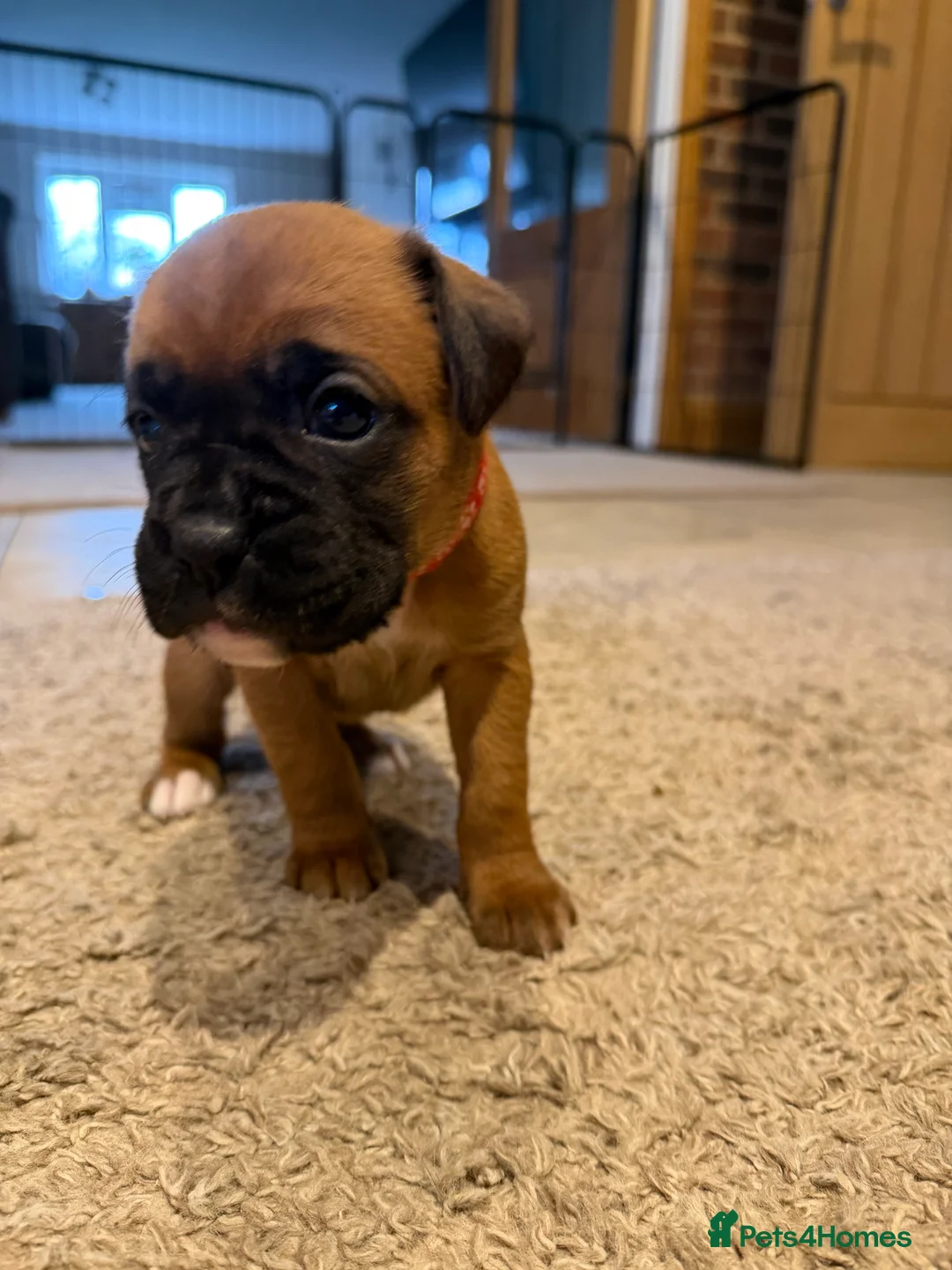 Boxer dogs for sale: Adorable litter of KC registered boxer puppies  - Advert 21