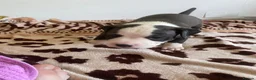 Mixed Breed dogs for sale: Amazing American Staffordshire pups for sell in Woodford Green - Advert 8