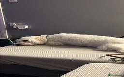 Bichon Frise dogs for sale: Loving home wanted  - Image 8