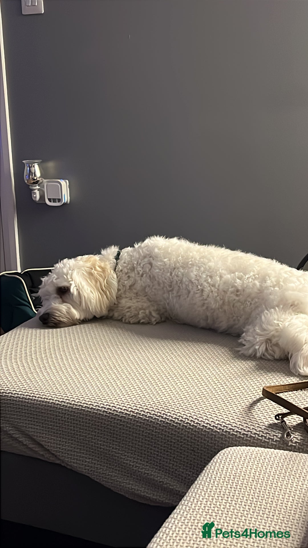 Bichon Frise dogs for sale: Loving home wanted  - Image 8