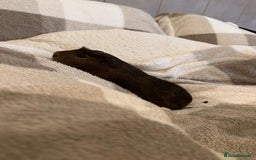 Guinea Pig rodents for sale: 2 10 month old Guinea Pigs for sale  - Image 3