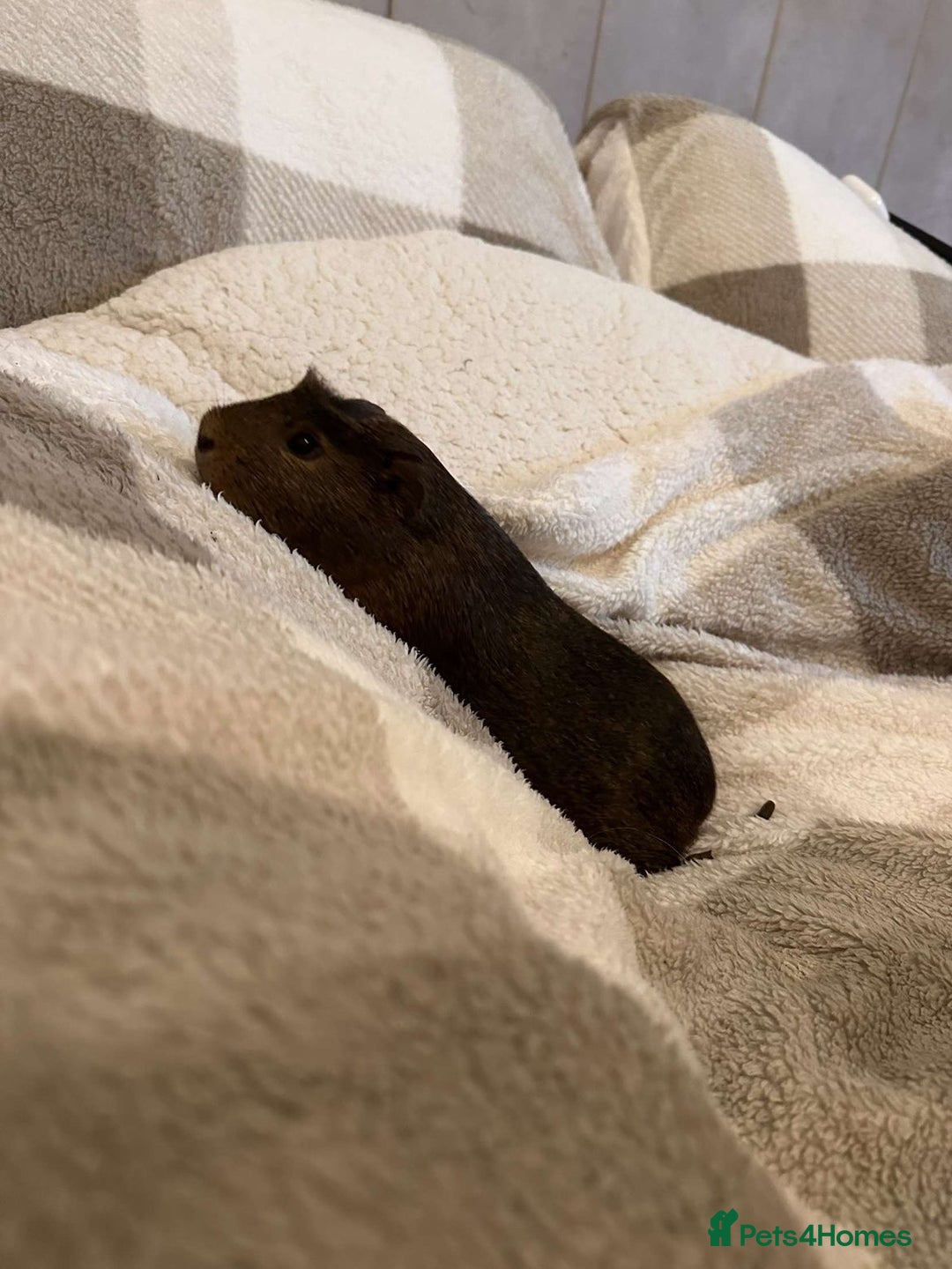Guinea Pig rodents for sale: 2 10 month old Guinea Pigs for sale  - Image 3
