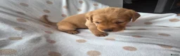 Labrador Retriever dogs for sale: Beautiful labrador puppies  - Advert 39