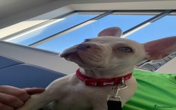 French Bulldog dogs for sale: Frenchie Honey  - Image 1