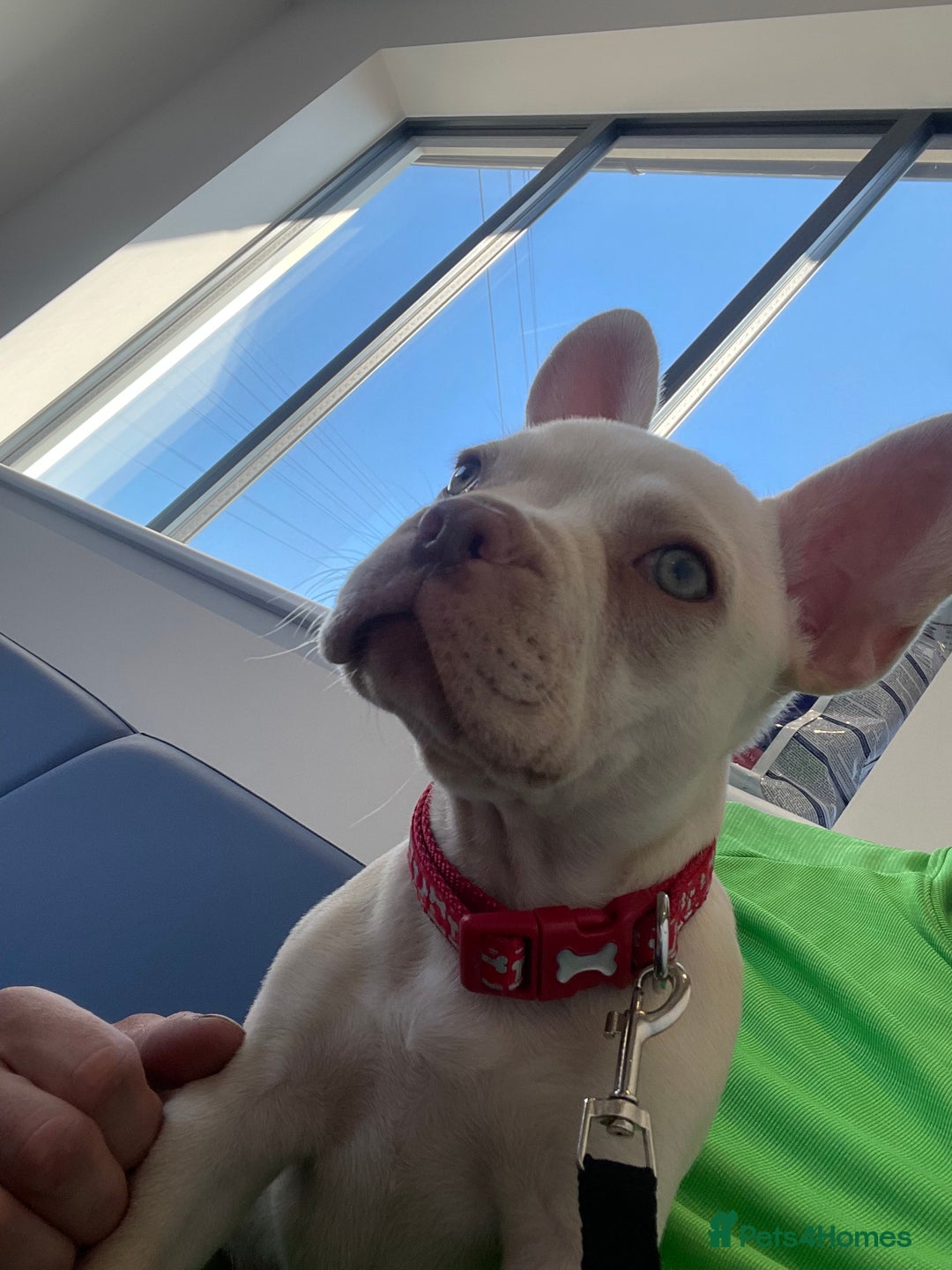 French Bulldog dogs for sale: Frenchie Honey  - Image 1