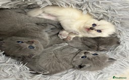 British Shorthair cats for sale: LAST MALE British shorthair kitten ready now in Sleaford - Image 2