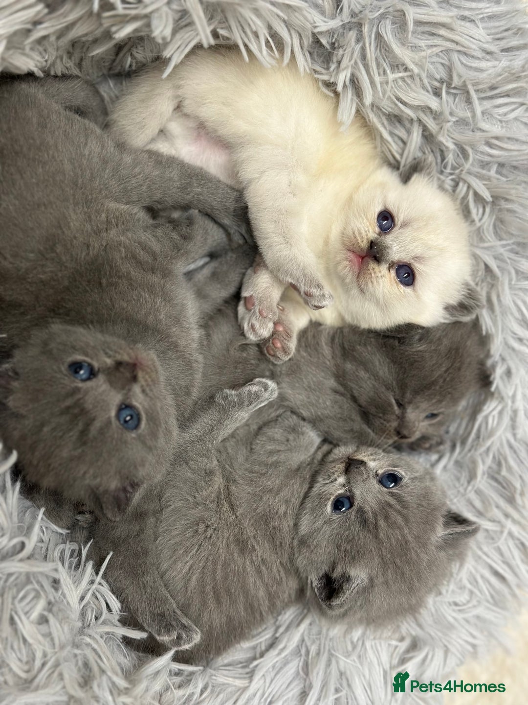 British Shorthair cats for sale: LAST MALE British shorthair kitten ready now in Sleaford - Image 2