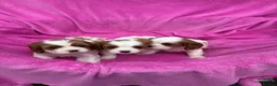 Cavalier King Charles Spaniel dogs for sale: Cavalier King Charles Spaniel puppies - Advert 25