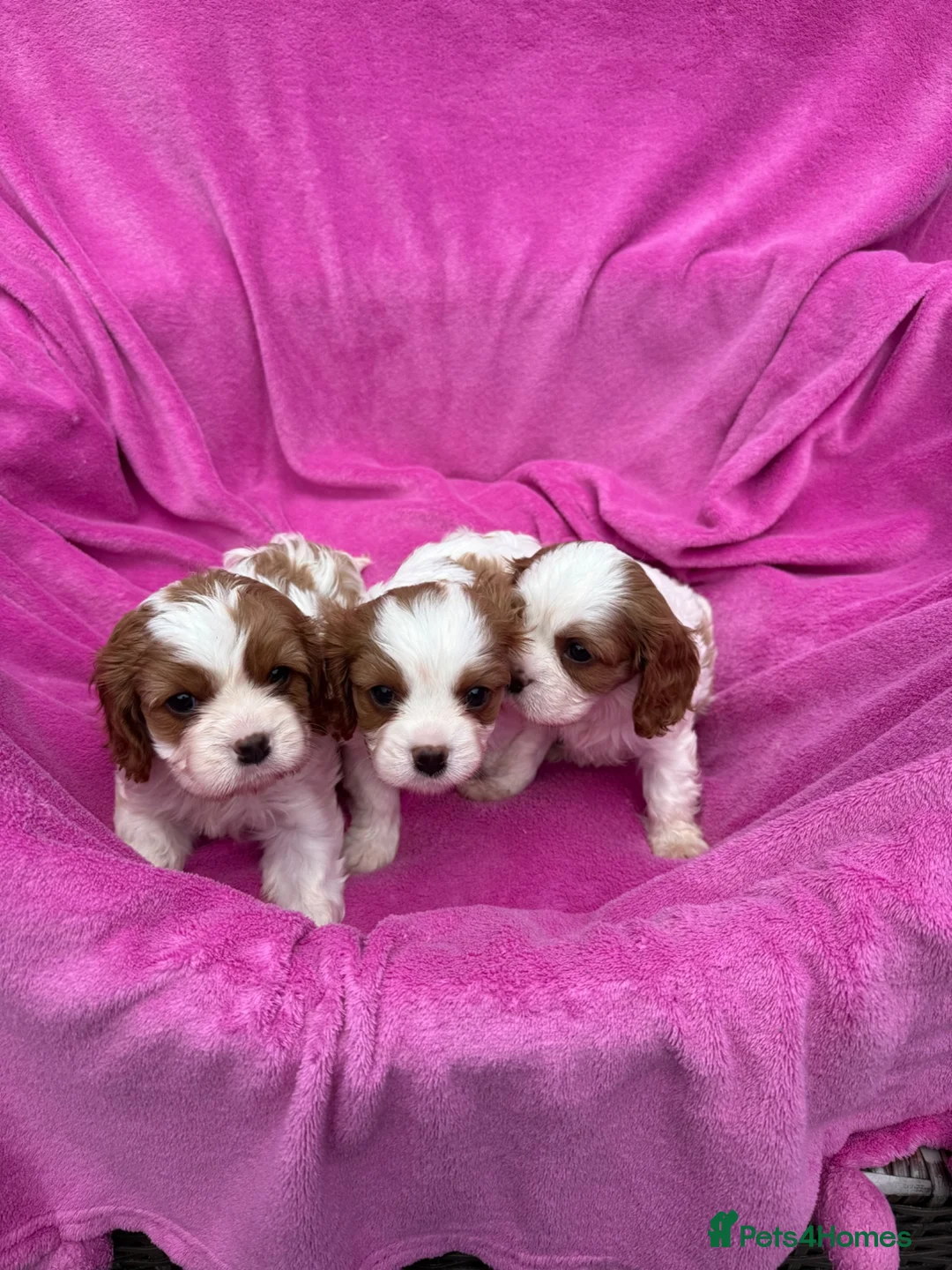 Cavalier King Charles Spaniel dogs for sale: Cavalier King Charles Spaniel puppies - Advert 25