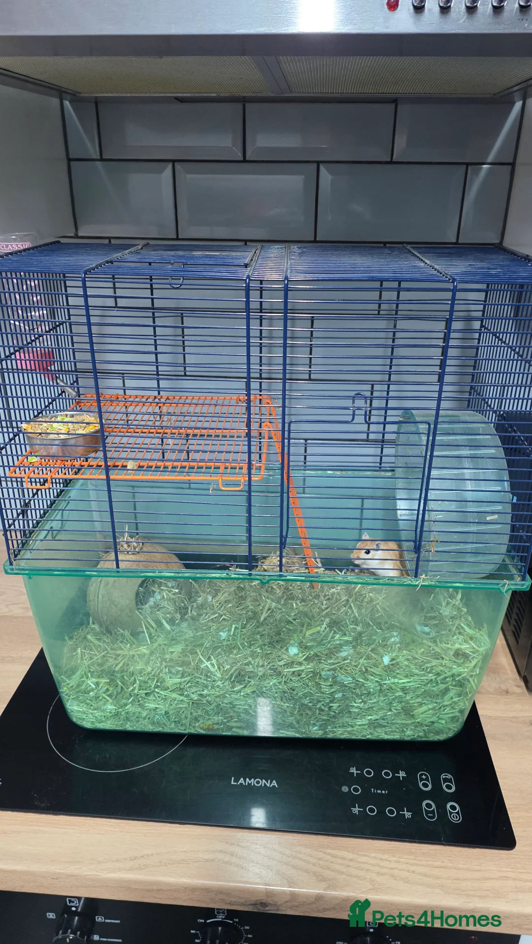 Gerbil rodents for sale: Gerbil and cage, full setup - Advert 2
