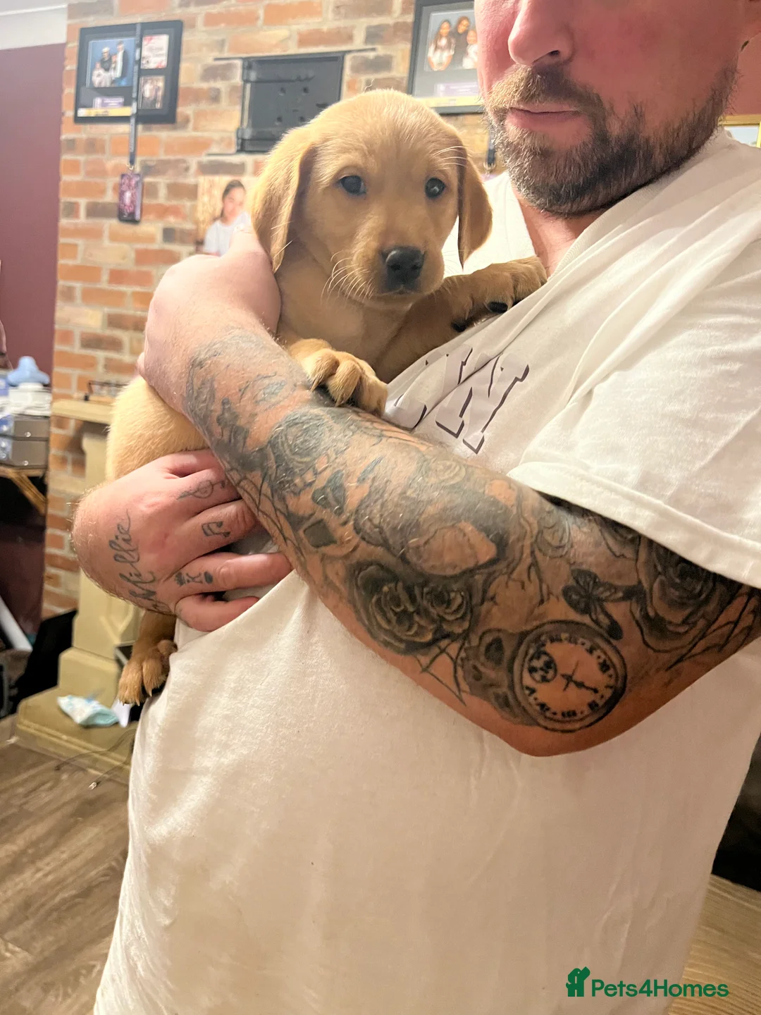 Labrador Retriever dogs for sale: Only one left KC Fox Red Labrador Puppies - Advert 5