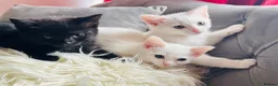 Ragdoll cats for sale: BEAUTIFUL MIX RAGDOLL KITTENS in Reading - Advert 8