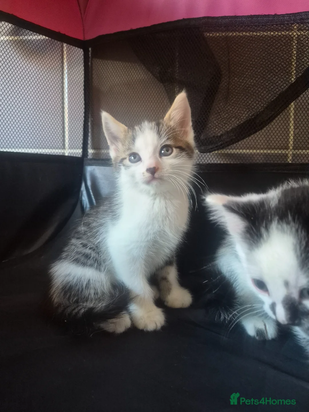 Mixed Breed cats for sale: 4 kittens looking for lovely homes  - Advert 2