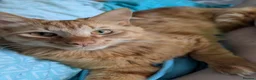 Mixed Breed cats for sale: Bengal x kittens  - Advert 15