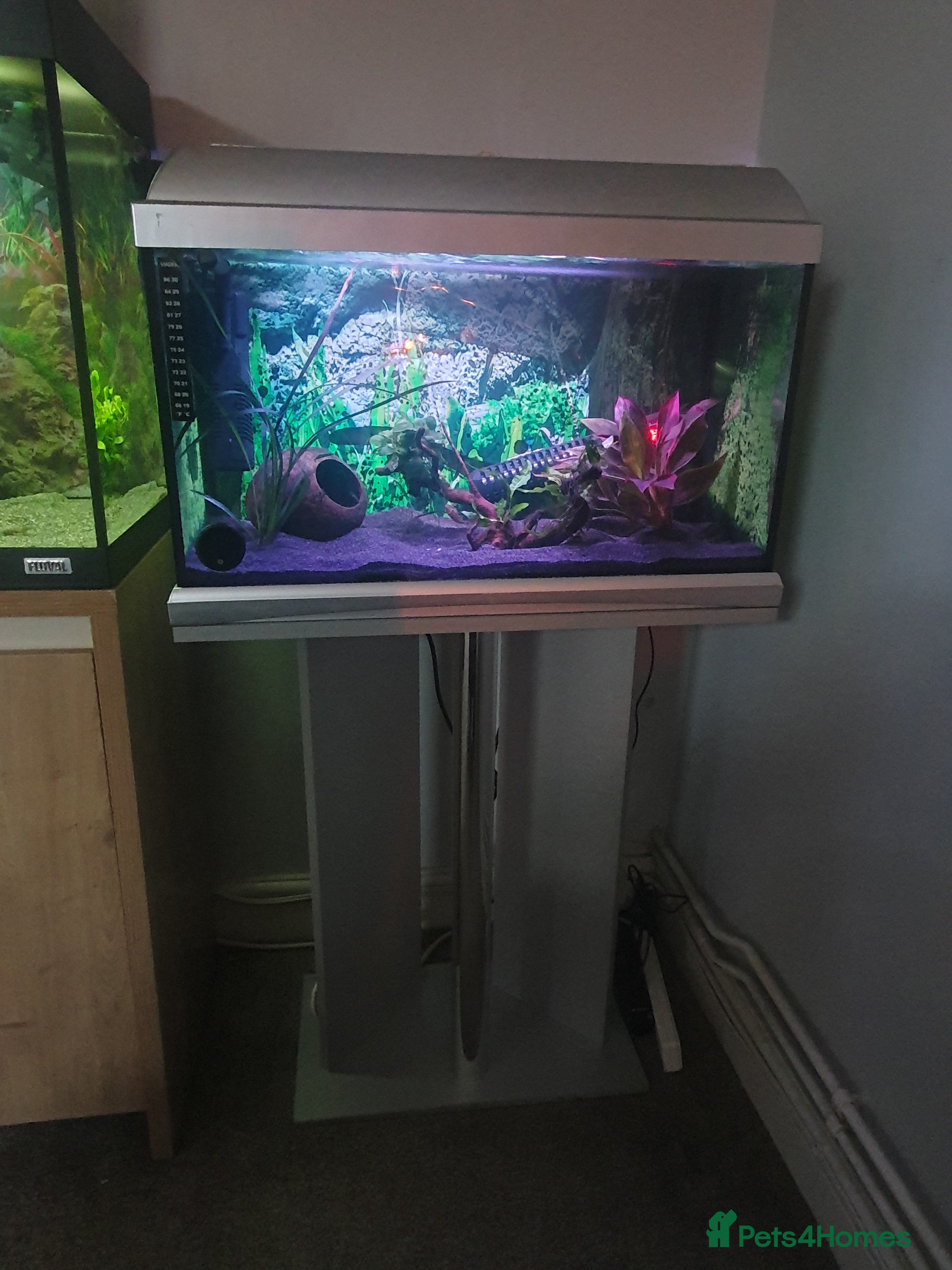 Pufferfish fish Full set up with red eyed puffers - Advert 1