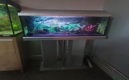 Pufferfish fish for sale: Full set up with red eyed puffers - Image 1