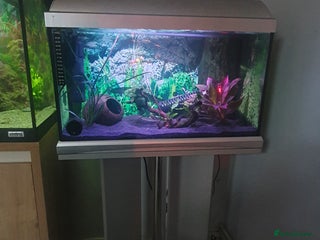 Pufferfish fish for sale - Advert 1