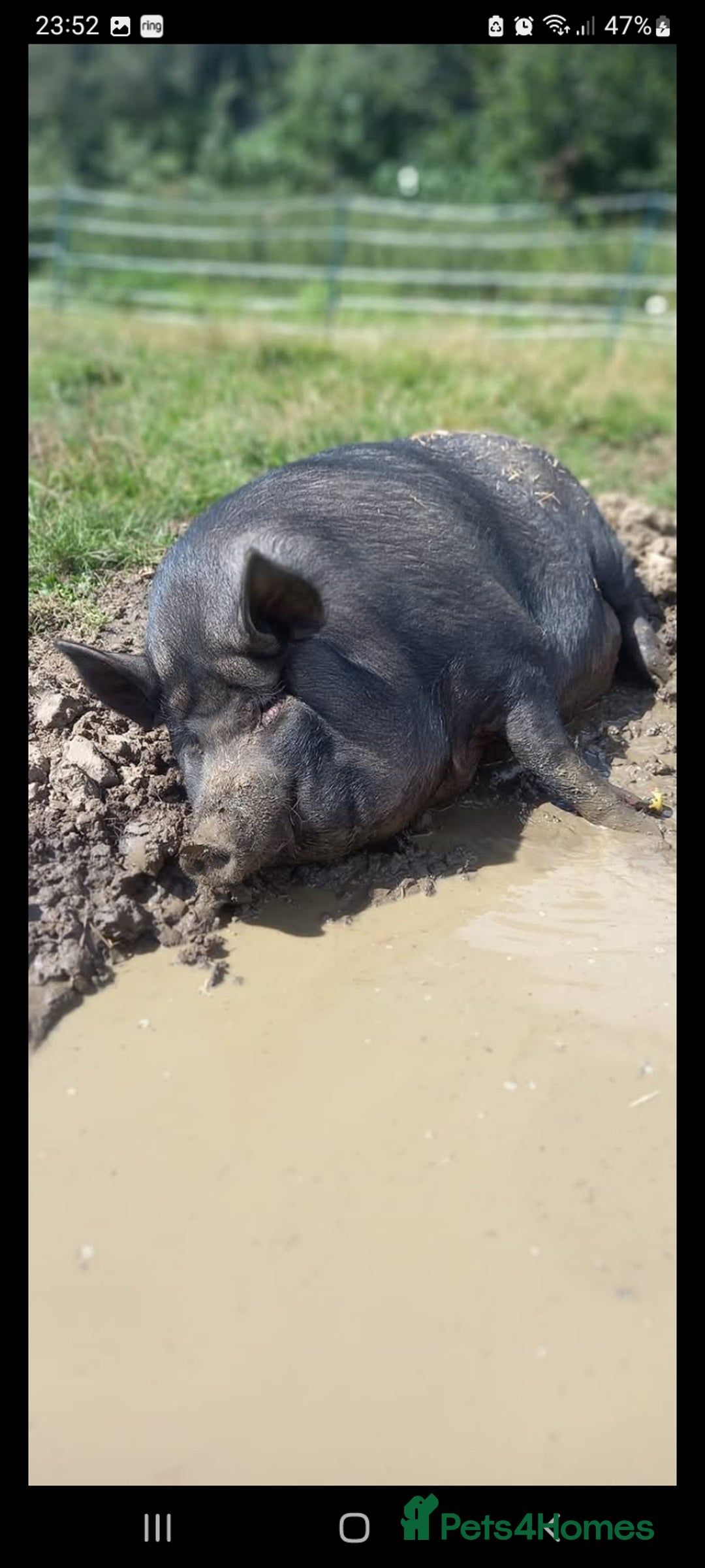 Pig livestock for sale: Ronnie and reggie  - Image 38