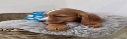 Cocker Spaniel dogs for sale: Working Type Cocker Spaniels - Advert 29