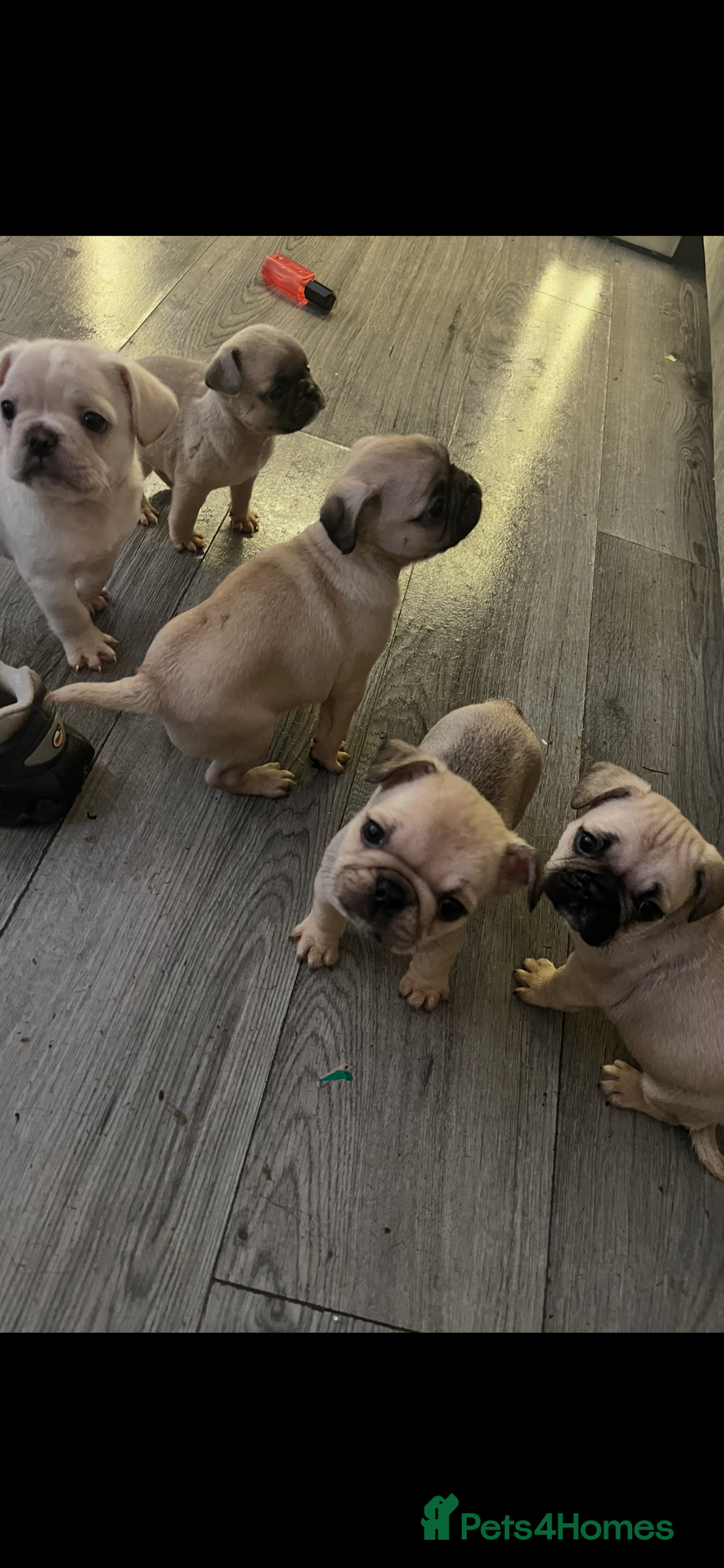Frug dogs for sale: Pug puppies  - Advert 14