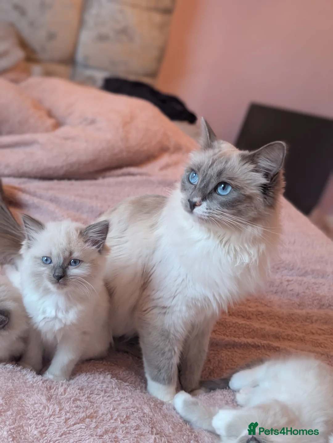 Ragdoll cats for sale: Expecting a litter on the 06 th June  in South Molton - Advert 2