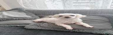 Maltese 1